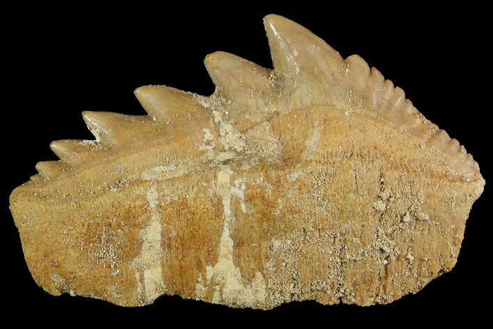Fossil Cow Shark (Hexanchus) Tooth - Morocco #92621